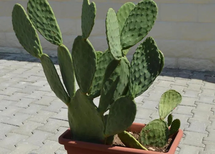 Casina Lupis Grumo Appula